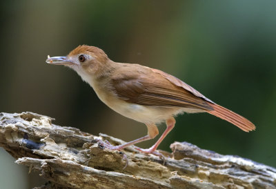 Ferruginous Babbler