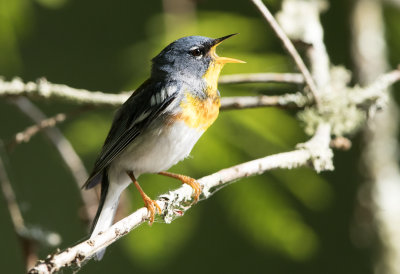 Northern Parula