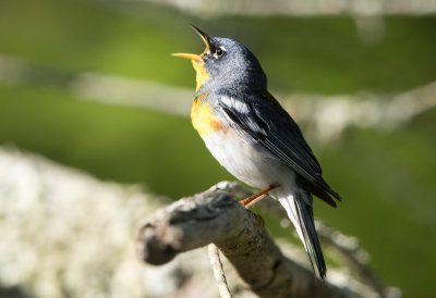 Northern Parula