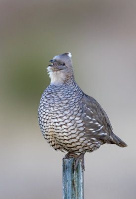 Scaled Quail