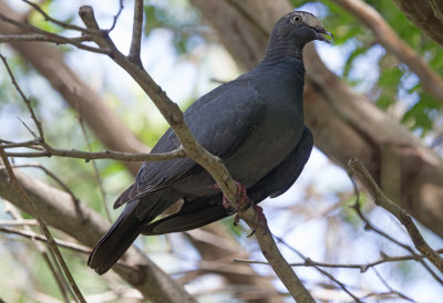 White Crowned Pigeon