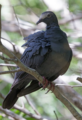 White Crowned Pigeon
