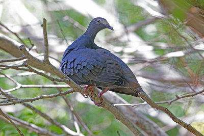 White Crowned Pigeon