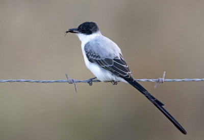 Fork-Tailed Flycatcher