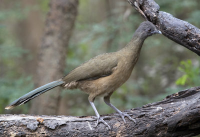 Plain Chachalaca