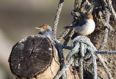 Ashy Tailorbird