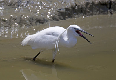 Little Egret