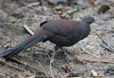 Mountain Peacock Pheasant