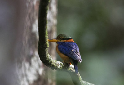 Rufous Collared Kingfisher