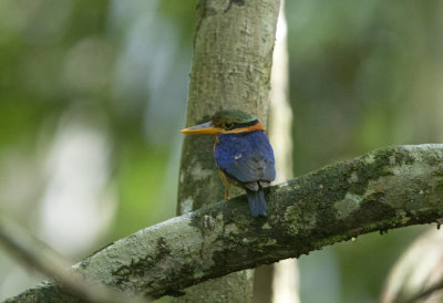 Rufous Collared Kingfisher
