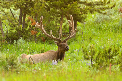 Rocky Mountain Elk