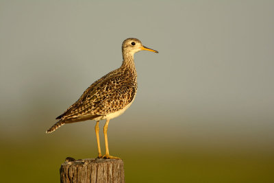 Upland Sandpiper