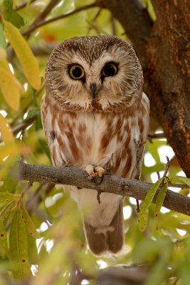 Northern Saw-whet Owl