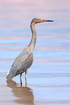 Reddish Egret