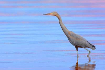 Reddish Egret