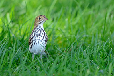 Ovenbird