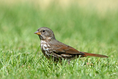 Fox Sparrow