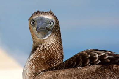 Blue-footed Booby