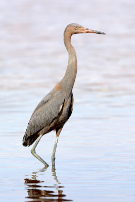 Reddish Egret