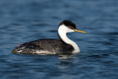 Western Grebe