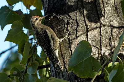 Yellow-bellied Sapsucker