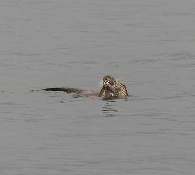 Otter
