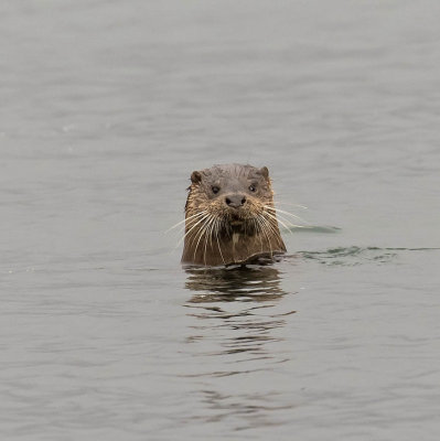 Otter