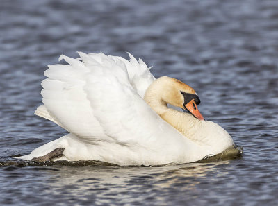 Mute Swan