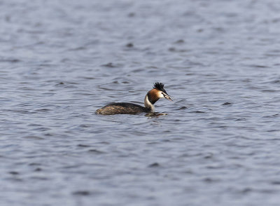 Great Crested Grebe