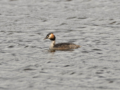Great Crested Grebe