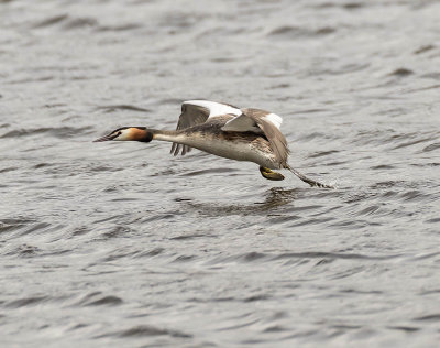 Great Crested Grebe