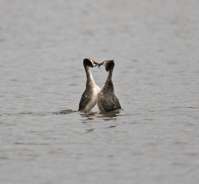 Great Crested Grebe