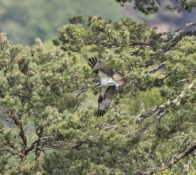 Osprey