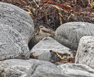 Wheatear