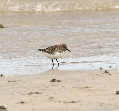 Sanderling