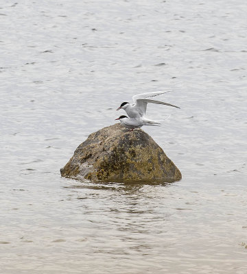 Arctic Tern