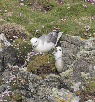 Fulmar