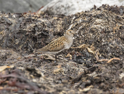 Dunlin