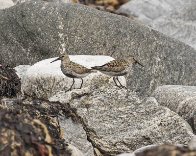 Dunlin