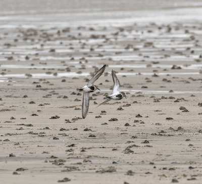 Dunlin 