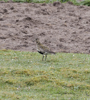 Golden Plover