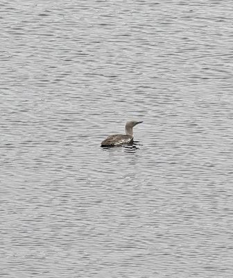 Red-throated Diver