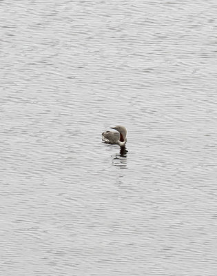 Red-throated Diver