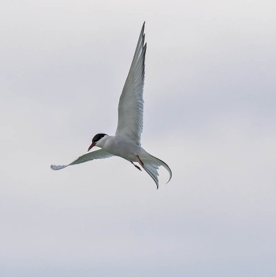 Arctic Tern