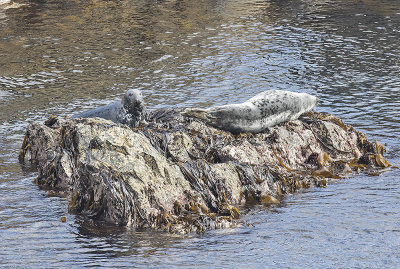 Grey Seal