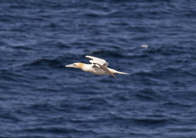 Gannet