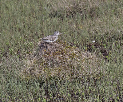 Greenshank