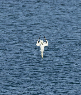 Gannet