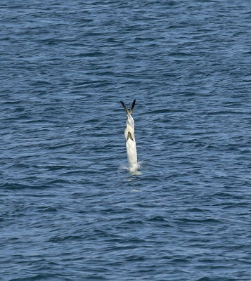 Gannet
