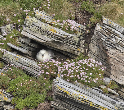 Fulmar
